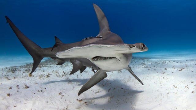 Great Hammerhead 20130203 0301 